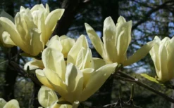 Elizabeth Magnolia (Tulip Tree) - 5 Gallon Pot -Lawn Starter Shop magnolia elizabeth 4