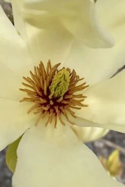 Elizabeth Magnolia (Tulip Tree) - 5 Gallon Pot -Lawn Starter Shop magnolia elizabeth 6