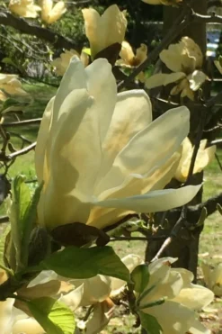 Elizabeth Magnolia (Tulip Tree) - 5 Gallon Pot -Lawn Starter Shop magnolia elizabeth 8