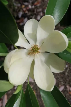 Green Shadow Sweetbay Magnolia Tree (Magnolia Virginiana) - 1 Gallon Pot