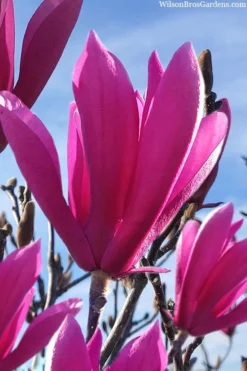 Jane Magnolia Tulip Tree - 7 Gallon Pot (3-4')