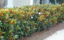 Little Gem Dwarf Southern Magnolia - 7 Gallon Pot (4-5') -Lawn Starter Shop magnolia little gem 12 1