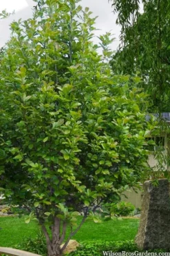 Dr. Merrill Magnolia Tree - 7 Gallon Pot (6-7') -Lawn Starter Shop magnolia loebneri dr merrill 12