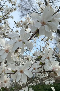 Dr. Merrill Magnolia Tree - 7 Gallon Pot (6-7') -Lawn Starter Shop magnolia loebneri dr merrill 2