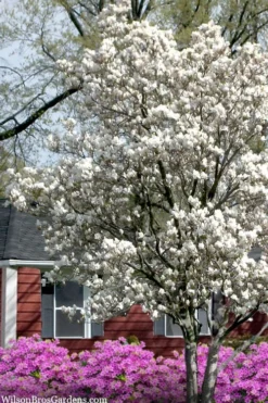 Dr. Merrill Magnolia Tree - 7 Gallon Pot (6-7') -Lawn Starter Shop magnolia loebneri dr merrill 4