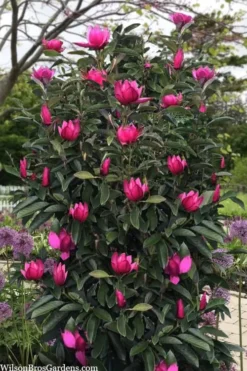 Pink Pyramid Magnolia (Tulip Tree) - 7 Gallon Pot -Lawn Starter Shop magnolia pink pyramid tulip tree 120copy