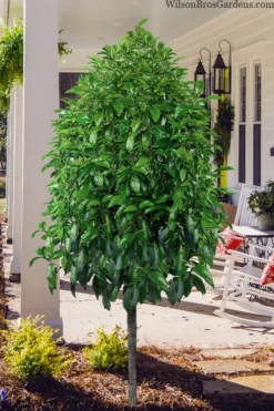 Stellar Ruby Magnolia Single Trunk Tree (Banana Shrub Hybrid) - 7 Gallon Pot (3-4') 10 Stellar Ruby Magnolia Single Trunk Tree (Banana Shrub Hybrid) - 7 Gallon Pot (3-4') -Lawn Starter Shop magnolia stellar ruby single trunk tree form 1