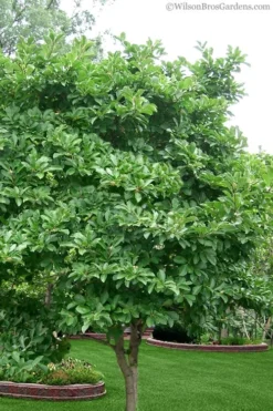 Centennial Blush Star Magnolia - 3 Gallon Pot -Lawn Starter Shop magnolia stellata 1 2