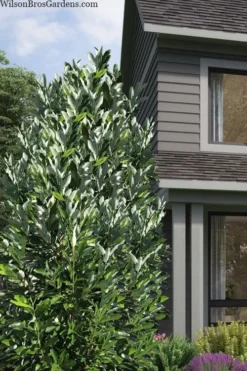 Silver Mist Sweetbay Magnolia - 3 Gallon Pot -Lawn Starter Shop magnolia virginiana silver mist sweetbay 2