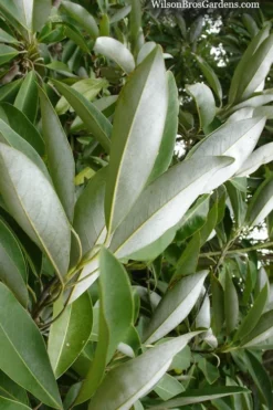 Silver Mist Sweetbay Magnolia - 3 Gallon Pot -Lawn Starter Shop magnolia virginiana silver mist sweetbay 4