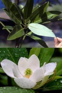 Silver Mist Sweetbay Magnolia - 3 Gallon Pot -Lawn Starter Shop magnolia virginiana silver mist sweetbay 6