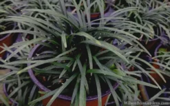 Kyoto Super Dwarf Mondo Grass - 3 Pack Of Pint Pots -Lawn Starter Shop mondo grass super dwarf 21