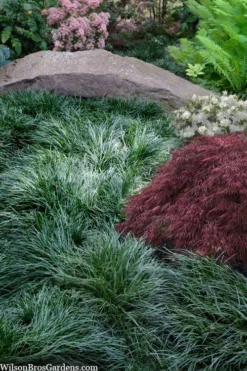 Tall Mondo Grass - 6 Pack Of Pint Pots