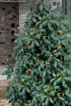 Jim Porter Sweet Toothed Tea Olive - 3 Gallon Pot -Lawn Starter Shop osmanthus armatus jim porter tea olive 1