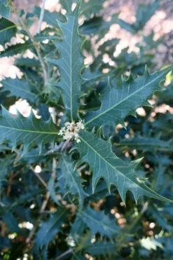 Jim Porter Sweet Toothed Tea Olive - 3 Gallon Pot -Lawn Starter Shop osmanthus armatus jim porter tea olive 4