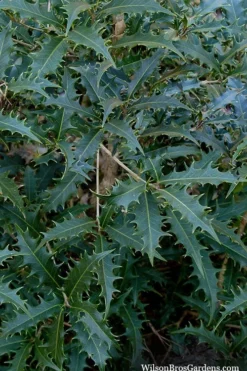 Jim Porter Sweet Toothed Tea Olive - 3 Gallon Pot -Lawn Starter Shop osmanthus armatus jim porter tea olive 6