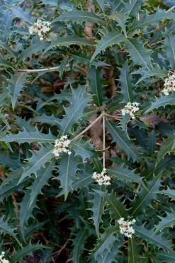 Jim Porter Sweet Toothed Tea Olive - 3 Gallon Pot