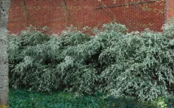 Delavay Tea Olive (Osmanthus Delavayi) - 2 Gallon Pot -Lawn Starter Shop osmanthus delavayi delavay tea olive 1 1