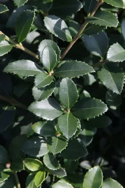 Delavay Tea Olive (Osmanthus Delavayi) - 3 Gallon Pot -Lawn Starter Shop osmanthus delavayi delavay tea olive 10