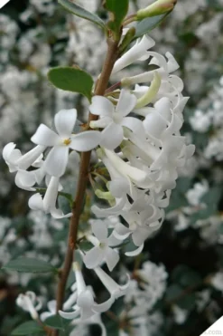 Delavay Tea Olive (Osmanthus Delavayi) - 3 Gallon Pot -Lawn Starter Shop osmanthus delavayi delavay tea olive 2