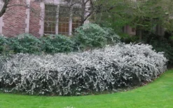 Delavay Tea Olive (Osmanthus Delavayi) - 2 Gallon Pot -Lawn Starter Shop osmanthus delavayi delavay tea olive 6 1