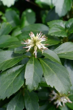 Pachysandra (Japanese Spurge) - 6 Pack Of Pint Pots -Lawn Starter Shop pachysandra terminalis japanese spurge 106
