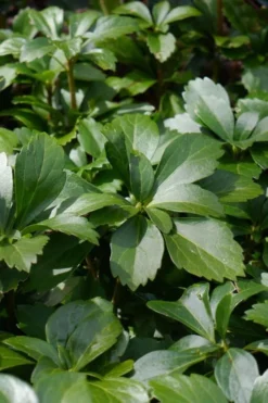 Pachysandra (Japanese Spurge) - 6 Pack Of Pint Pots -Lawn Starter Shop pachysandra terminalis japanese spurge 108
