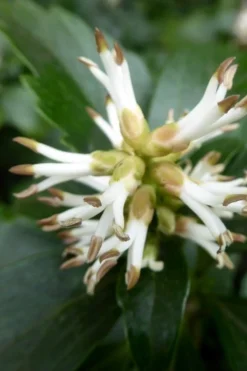 Pachysandra (Japanese Spurge) - 6 Pack Of Pint Pots -Lawn Starter Shop pachysandra terminalis japanese spurge 109