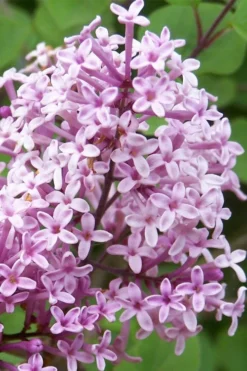 Palibin Dwarf Lilac Bush - 3 Gallon Pot -Lawn Starter Shop palibin lilac tree 3