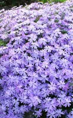 Blue Creeping Phlox - 6 Pack Of 1 Gallon Pots -Lawn Starter Shop phlox subulata blue creeping 1