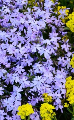 Blue Creeping Phlox - 6 Pack Of 1 Gallon Pots -Lawn Starter Shop phlox subulata blue creeping 2