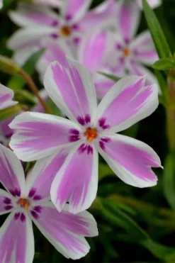 Candy Stripe Creeping Phlox - 1 Gallon Pot -Lawn Starter Shop phlox subulata candy stripe creeping 21 1