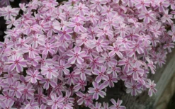 Candy Stripe Creeping Phlox - 1 Gallon Pot -Lawn Starter Shop phlox subulata candy stripe creeping 29 1