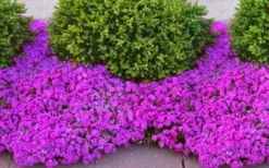 Drummond's Pink Creeping Phlox - 6 Pack Of 1 Gallon Pots -Lawn Starter Shop phlox subulata drummonds pink creeping 1