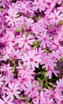 Pink Creeping Phlox - 6 Pack Of Pint Pots -Lawn Starter Shop phlox subulata pink creeping 1 2