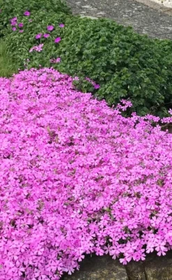 Pink Creeping Phlox - 6 Pack Of 1 Gallon Pots -Lawn Starter Shop phlox subulata pink creeping 2