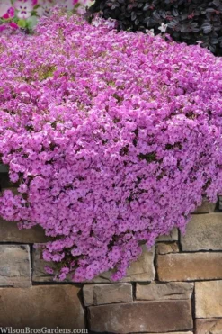Pink Creeping Phlox - 1 Gallon Pot