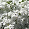 White Creeping Phlox - 1 Gallon Pot