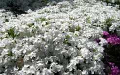 White Creeping Phlox - 6 Pack Of Pint Pots -Lawn Starter Shop phlox subulata white 2 1