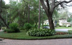 Asian Jasmine - Asiatic Jasmine - 1 Gallon Pot -Lawn Starter Shop picture asian jasmine 8 1