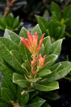 Southern Lady Pieris - 3 Gallon Pot -Lawn Starter Shop pieris japonica southern lady 2