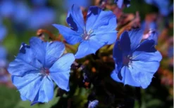 Hardy Blue Plumbago (Ceratostigma Plumbaginoides) - 1 Gallon Pot -Lawn Starter Shop plumbago hardy blue perennial 1