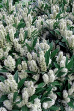 Otto Luyken English Laurel (Prunus Laurocersasus) - 1 Gallon Pot 10 Otto Luyken English Laurel (Prunus Laurocersasus) - 1 Gallon Pot -Lawn Starter Shop prunus laurocerasus otto luyken laurel 1