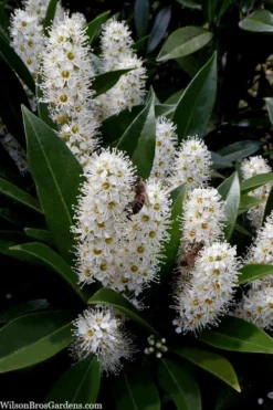 Otto Luyken English Laurel (Prunus Laurocersasus) - 1 Gallon Pot 9 Otto Luyken English Laurel (Prunus Laurocersasus) - 1 Gallon Pot -Lawn Starter Shop prunus laurocerasus otto luyken laurel 3
