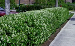 Otto Luyken English Laurel (Prunus Laurocersasus) - 1 Gallon Pot 11 Otto Luyken English Laurel (Prunus Laurocersasus) - 1 Gallon Pot -Lawn Starter Shop prunus laurocerasus otto luyken laurel 4