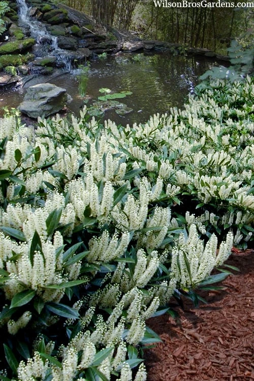 Otto Luyken English Laurel (Prunus Laurocersasus) - 1 Gallon Pot 1 Otto Luyken English Laurel (Prunus Laurocersasus) - 1 Gallon Pot