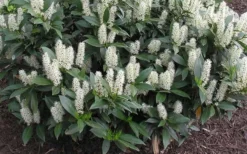 Zabel Laurel (Prunus Laurocersasus 'Zabeliana') - 6 Pack Of 1 Gallon Pots -Lawn Starter Shop prunus laurocerasus zabeliana zabel cherry laurel 1