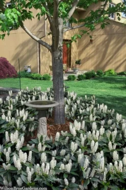 Zabel Laurel (Prunus Laurocersasus 'Zabeliana') - 6 Pack Of 1 Gallon Pots -Lawn Starter Shop prunus laurocerasus zabeliana zabel cherry laurel 2