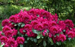 Besse Howells Rhododendron - 3 Gallon Pot 12 Besse Howells Rhododendron - 3 Gallon Pot -Lawn Starter Shop rhododendron besse howells 6