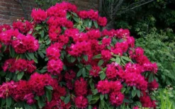 Besse Howells Rhododendron - 3 Gallon Pot 11 Besse Howells Rhododendron - 3 Gallon Pot -Lawn Starter Shop rhododendron besse howells 7